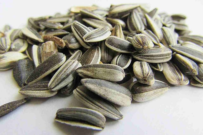 sunflower seeds help to boost immunity