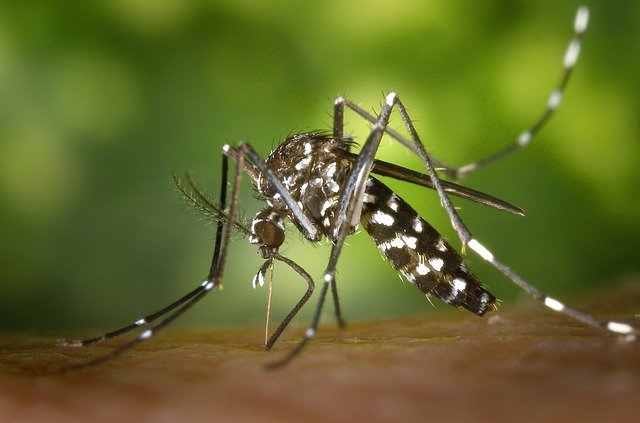 dengue symtoms