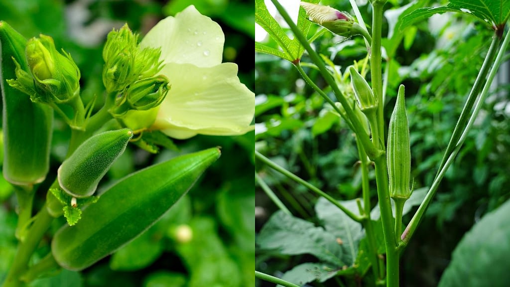 okra plant image